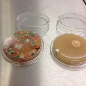 Via ett dammprov kan vi avgöra om du har ett dolt mögelangrepp. Analys av erkänt mögellaboratorium