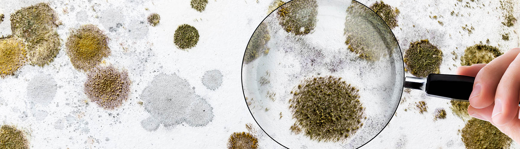 Mögel är inte trevligt att vara i närheten av. Det är inte bara fult och kan lukta illa, utan det är också ofta direkt skadligt för hälsan