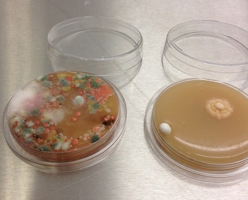 Det finns bland annat möjlighet att testa mögel genom en avtrycksplatta, du kan mäta mögel i luften med vårt lufttest