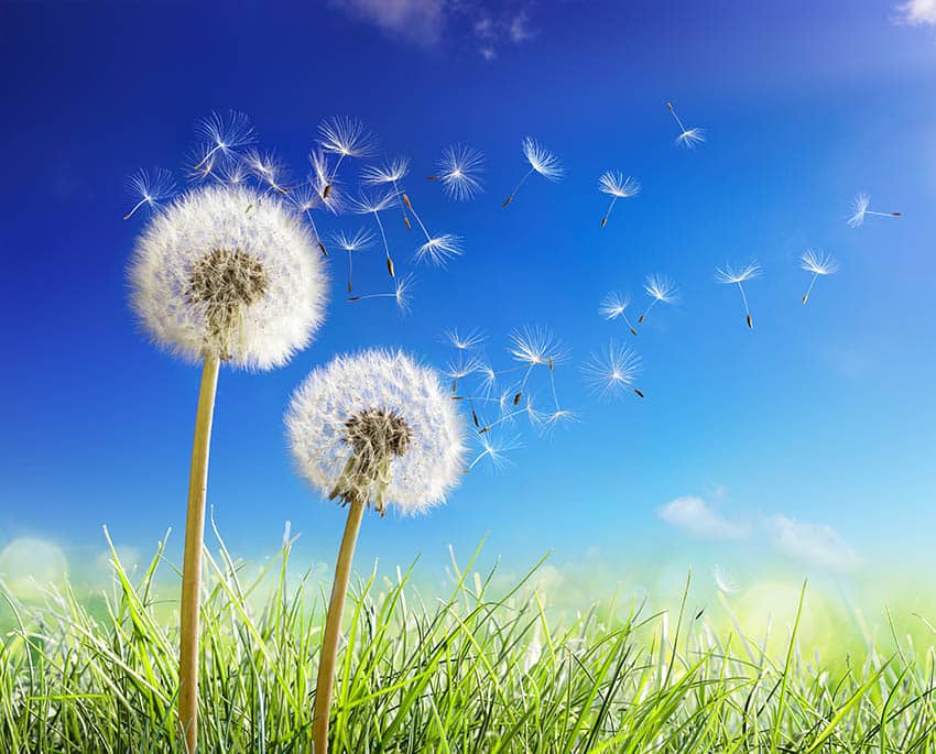 Mögelsporer kan skapa ny tillväxt och påminner därför om växtfrön, även om de sprider sig på samma sätt som pollen