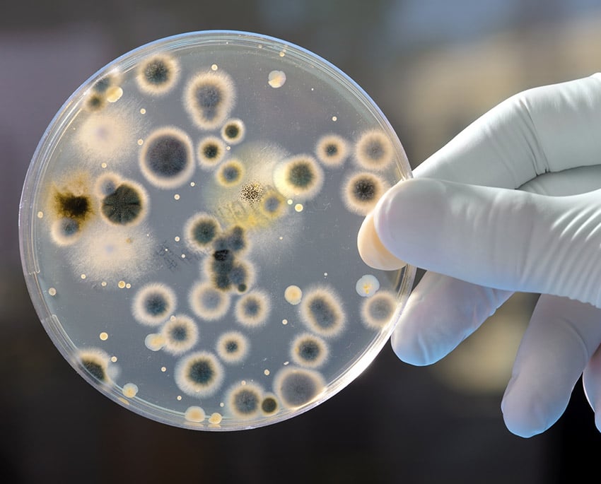 Det finns många olika svartmögeltester på marknaden i olika prisklasser. Du kan själv välja om du vill testa på en specifik yta, i luften eller i damm