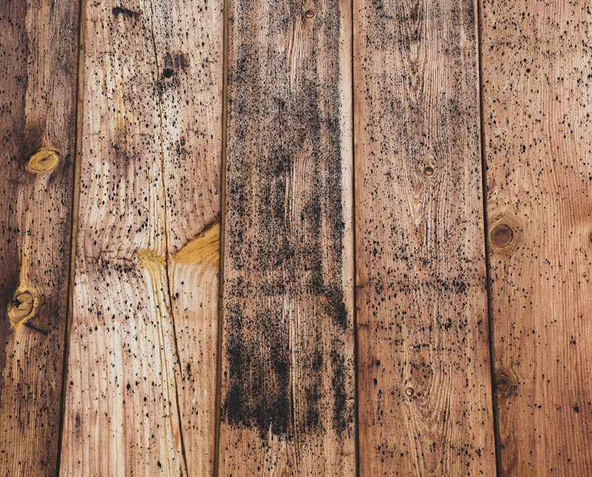 Svartmögel på trä utomhus är inte bara en ögonskur för många, det kan även leda till skador på trät och potentiella hälsorisker