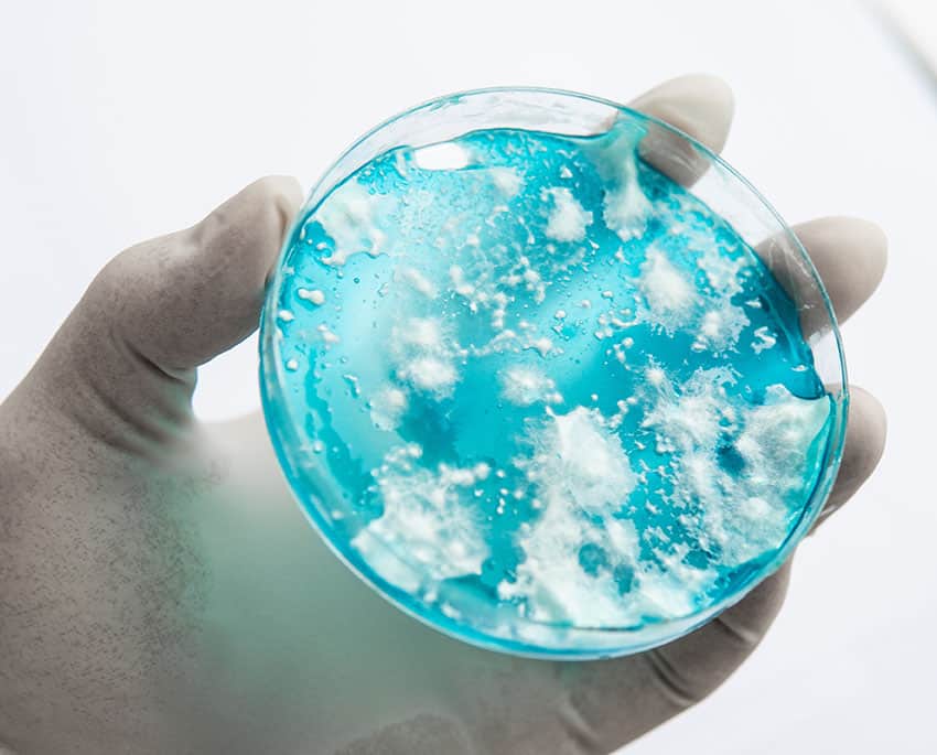 Vitmögel, även känt som vitt mögel, är en typ av mögel som vanligtvis är vit eller ljusgrå i färg