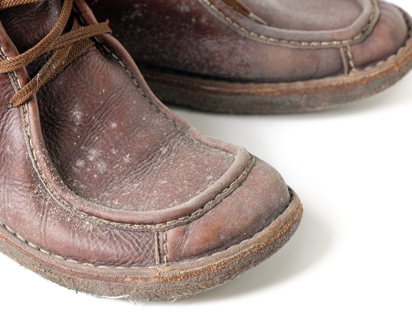 Vitmögel är vanligtvis vitt, gråaktigt eller krämfärgat och kan framstå som pulverformigt eller mjukt beroende på ytan där det växer