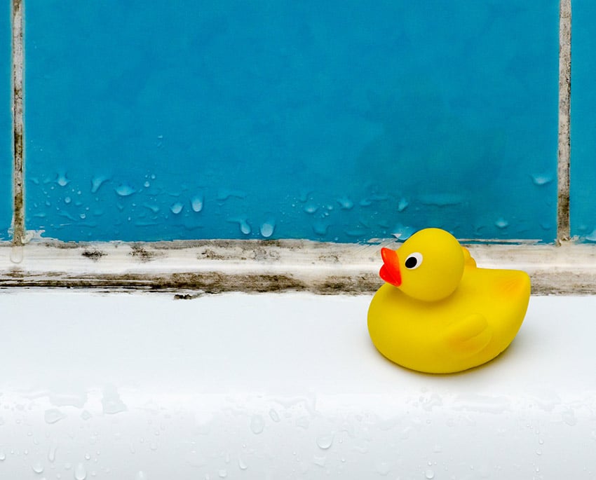 Svartmögel är mörkt till färgen och kan synas som prickar eller fläckar på t.ex. kakelfogar