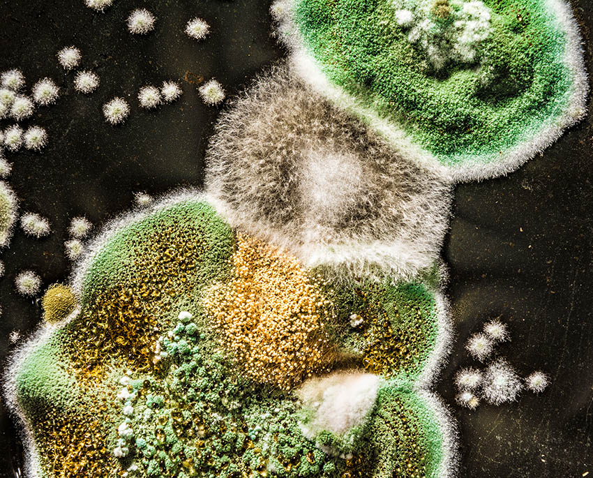 Grönmögel i hemmet kan vara en blandning av flera olika mögelsorter, vilket gör det svårare att identifiera utan en ordentlig analys