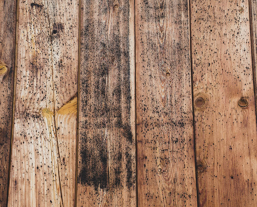 Trä som angrips av svartmögel kan bli mjukt och poröst, vilket leder till att bärande väggar och tak förlorar sin styrka